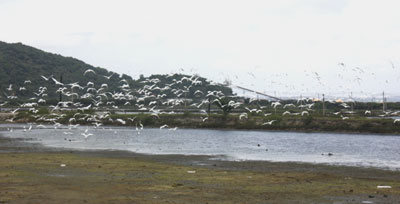 Cần bảo vệ đàn cò