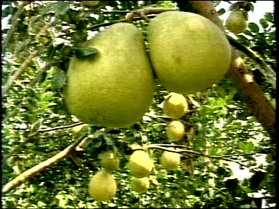 Bưởi chữa chốc đầu ở trẻ con