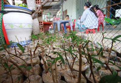 Cần hiểu đúng kết quả nghiên cứu của Viện Dược liệu