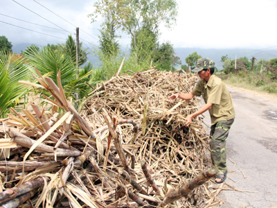 Mía phơi khô trên đường