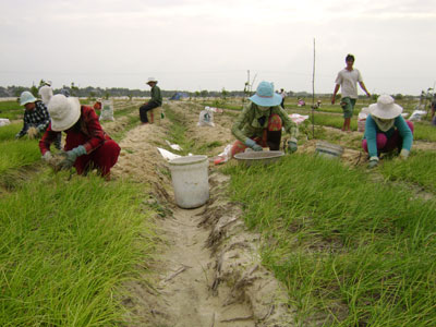 Vào thời điểm này, giá kiệu Tết đang ủng hộ nông dân. Thế nhưng, liệu giai đoạn sát Tết, giá kiệu có còn cao?
