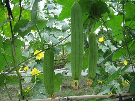 Nước giải khát chữa bệnh từ quả mướp