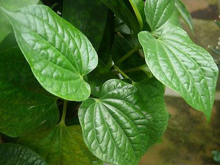 Lá trầu không chữa bệnh