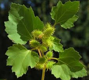 Chữa dị ứng theo Đông y