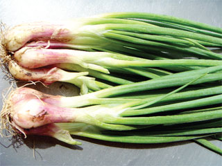 Đuổi muỗi, trị phong thấp… bằng củ hành