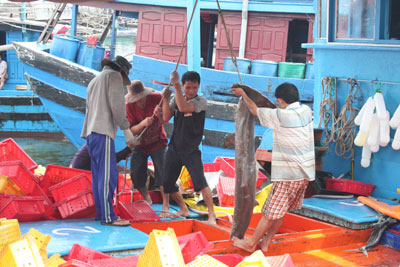 Chuyển cá từ hầm chứa của tàu vỏ gỗ.