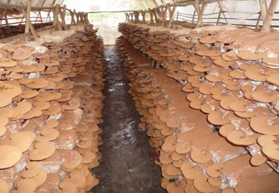 Các nhà nghiên cứu Nhật Bản tìm ra tế bào chống ung thư