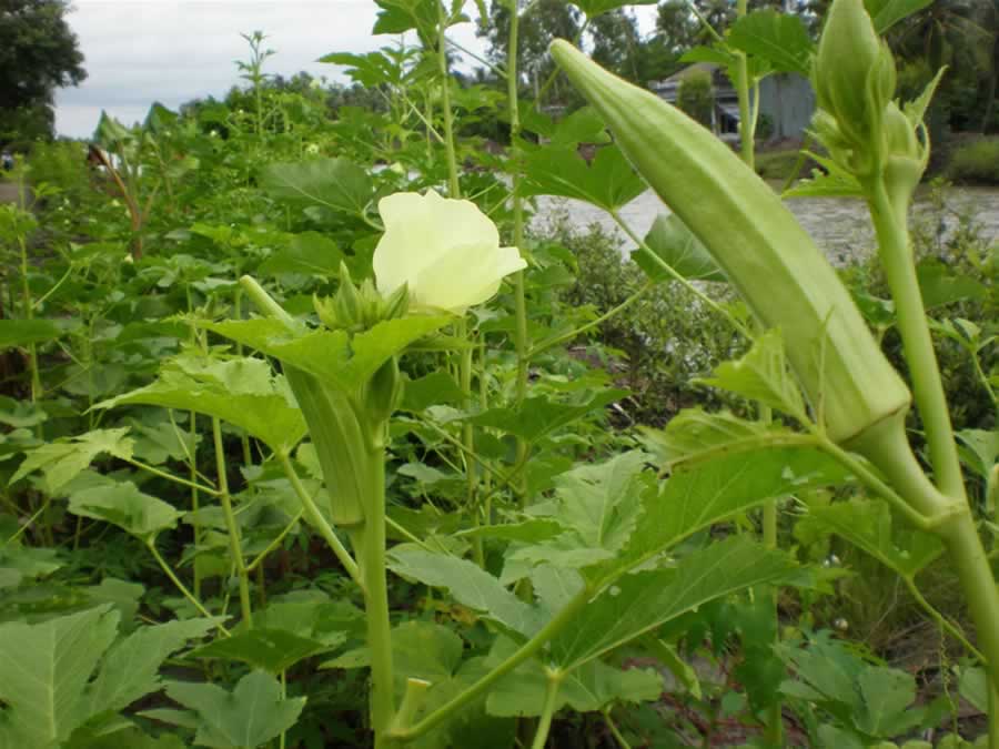 Cây đậu bắp