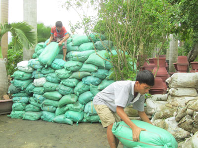 Thị trường cây cảnh: Chật vật đầu ra