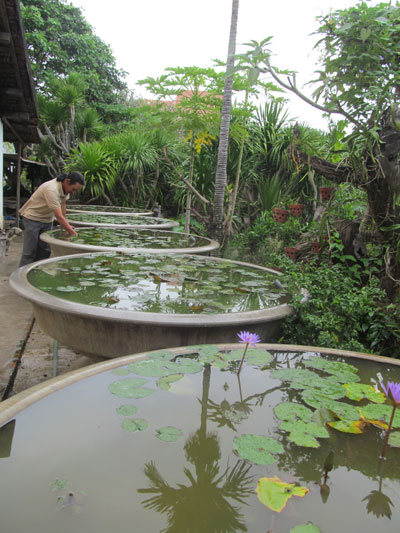 Chuyển sang đúc chậu theo phong thủy, thiết kế sân vườn là giải pháp của ông Lang