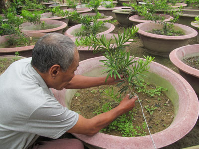 Chặt bỏ cau vua, tạo lại dáng tùng là cách để khu vườn của ông S. vượt qua khủng hoảng