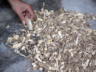 Khẩn trương nghiên cứu tác dụng của cây xáo tam phân