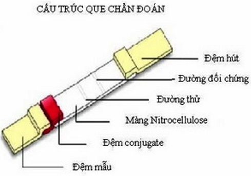 Sản xuất que chẩn đoán nhanh bệnh ký sinh trùng