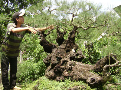 3 năm, thu lãi hơn 0,5 tỷ đồng