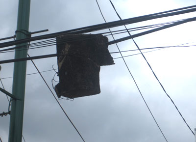 Khúc cây trên dây điện