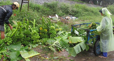 Chuối chín rộ khiến người dân không kịp trở tay