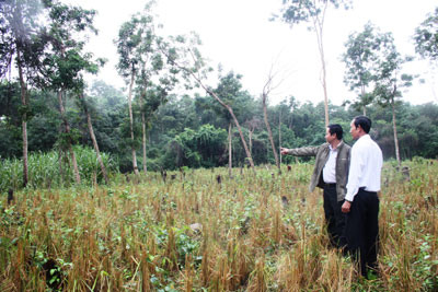 Gian nan bảo vệ rừng căm xe ở Ninh Tây