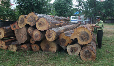 Lâm sản khai thác, vận chuyển trái phép bị Hạt Kiểm lâm Ninh Hòa tịch thu.