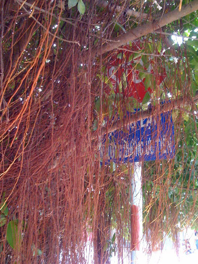 Biển báo bị che khuất