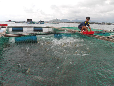 Hội Nông dân huyện Vạn Ninh đã có nhiều hoạt động thiết thực cho người dân trong việc xóa đói giảm nghèo, phát triển kinh tế gia đình.   