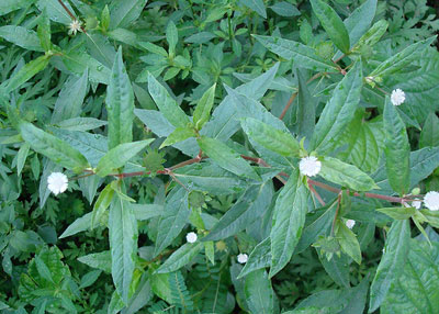 Cỏ mực chữa râu tóc bạc sớm