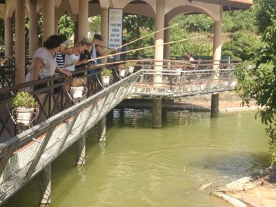 Câu cá sấu ở khu du lịch Yang Bay.