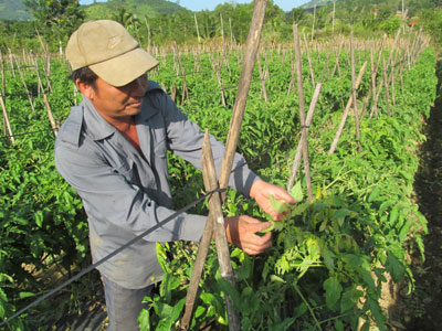Người trồng cà chua ở Vĩnh Phương lo lắng vì bệnh khảm.