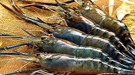 Việt Nam chính thức phản đối vụ kiện chống trợ cấp ngành tôm