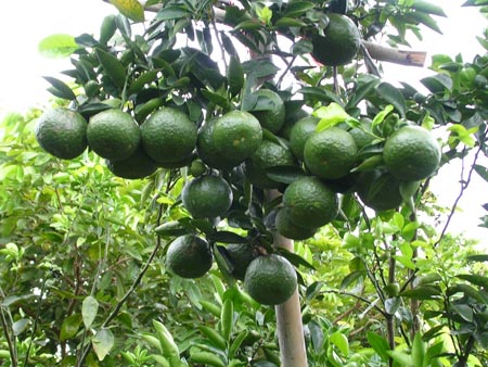 Một số bài thuốc hay từ quả cam