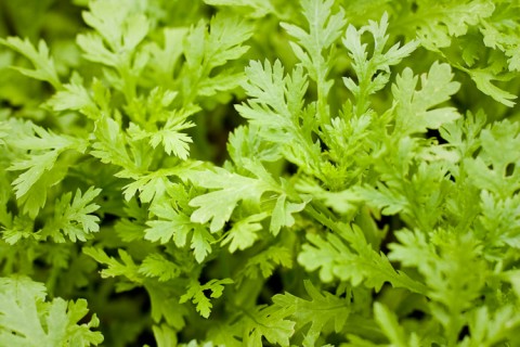 Rau cải cúc chữa thiếu sữa sau sinh