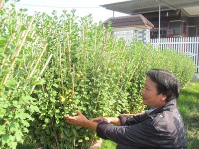 Chờ ngày xuân tươi thắm