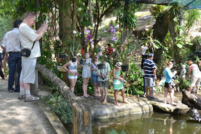 Orchids stream boat service for individuals