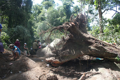Quyết liệt ngăn chặn phá rừng