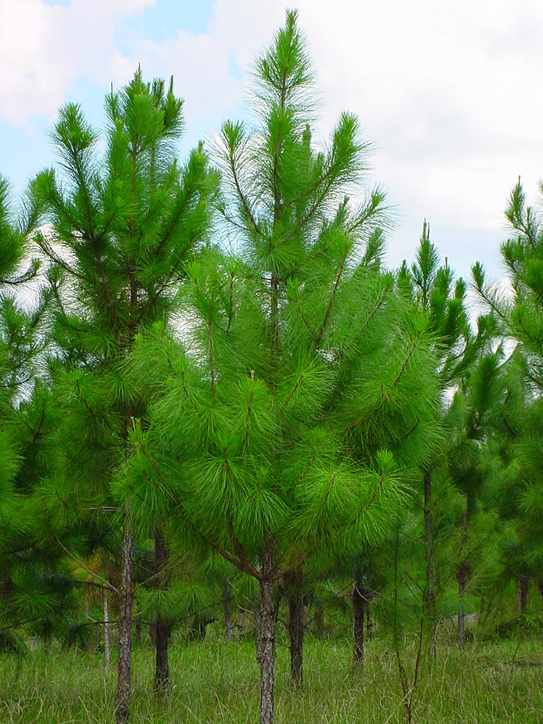 Vỏ cây thông giúp phục hồi chấn thương não