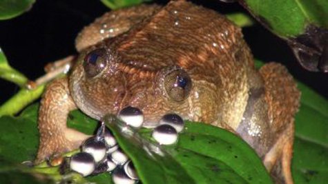 Ếch - Vị thuốc mùa đông