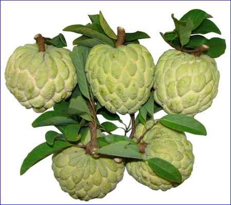 Na - vị thuốc hạ khí tiêu đờm