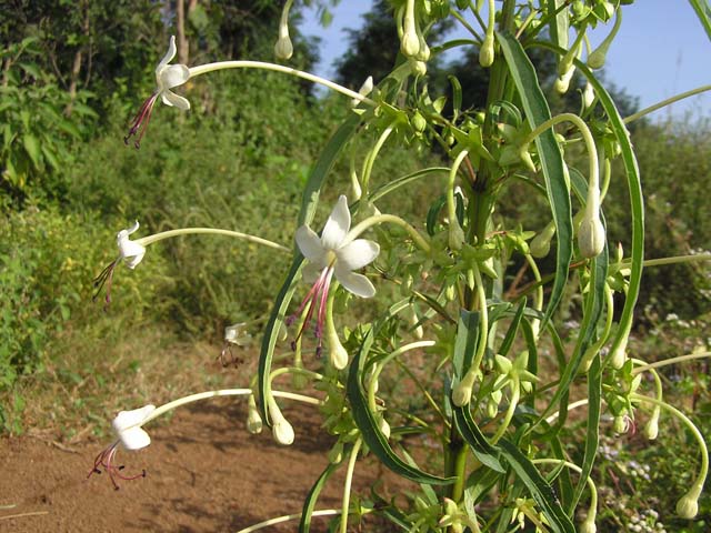 Một số bài thuốc từ cây chỉ thiên