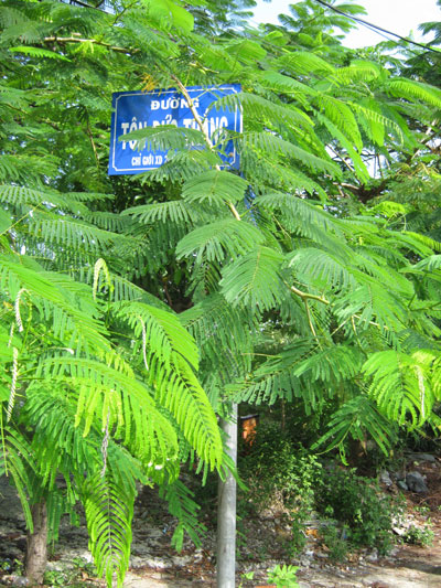 Biển báo bị che khuất