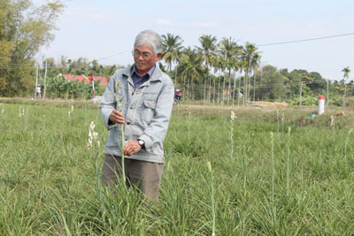 Do dịch bệnh hoành hành, hoa huệ Ninh Trung giờ trông xơ xác.