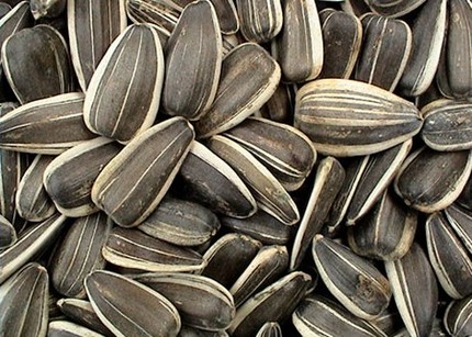 Không chỉ là món ăn vui miệng trong ngày tết, hạt hường dương còn có tác dụng trị chứng suy nhược thần kinh.