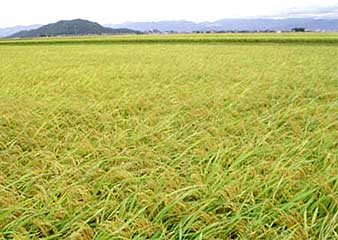 Giá lúa sẽ ổn định và nhích lên