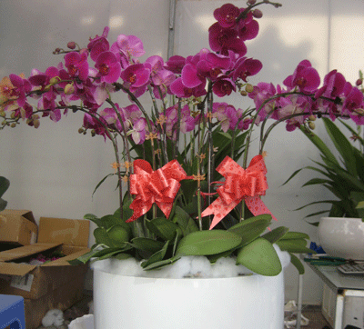 Những chậu hoa tiền triệu đón Tết