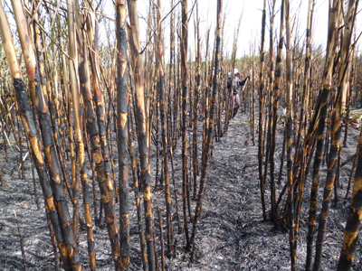 5 ha mía bị ngọn lửa thiệu rụi