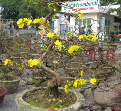 Vietnam Airlines nhận vận chuyển cây hoa Tết