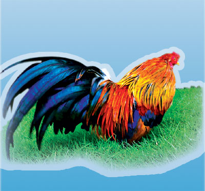 Ngày xuân, giao lưu với “kê sĩ”