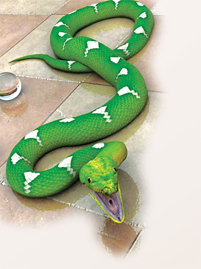 Những chuyện lạ về rắn