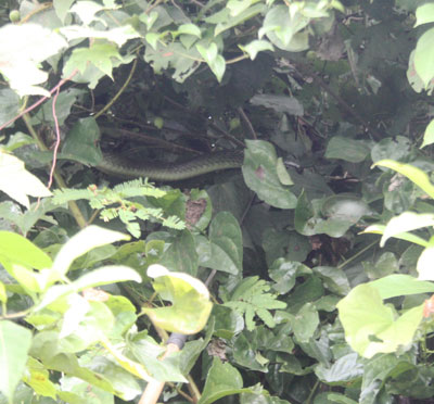 Tết con rắn… kể chuyện săn rắn