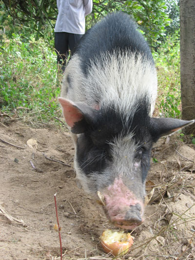 Con heo có 4 nanh được nhiều người đồn thổi.