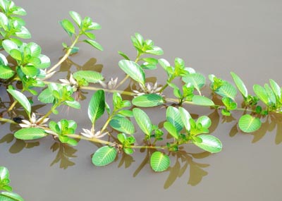 Rồng nước - Rau dừa