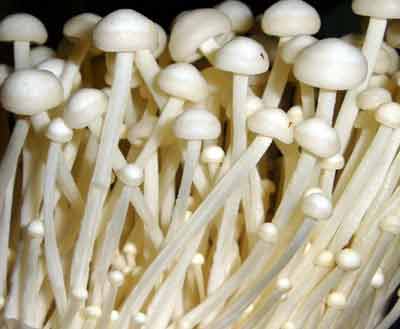 Nấm kim châm - Vị thuốc quý